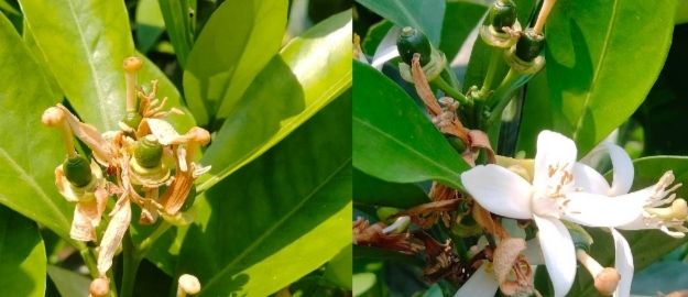 জুড়ীতে পানির সংকটে ঝরে যাচ্ছে কমলার ফুল, হতাশায় চাষিরা!