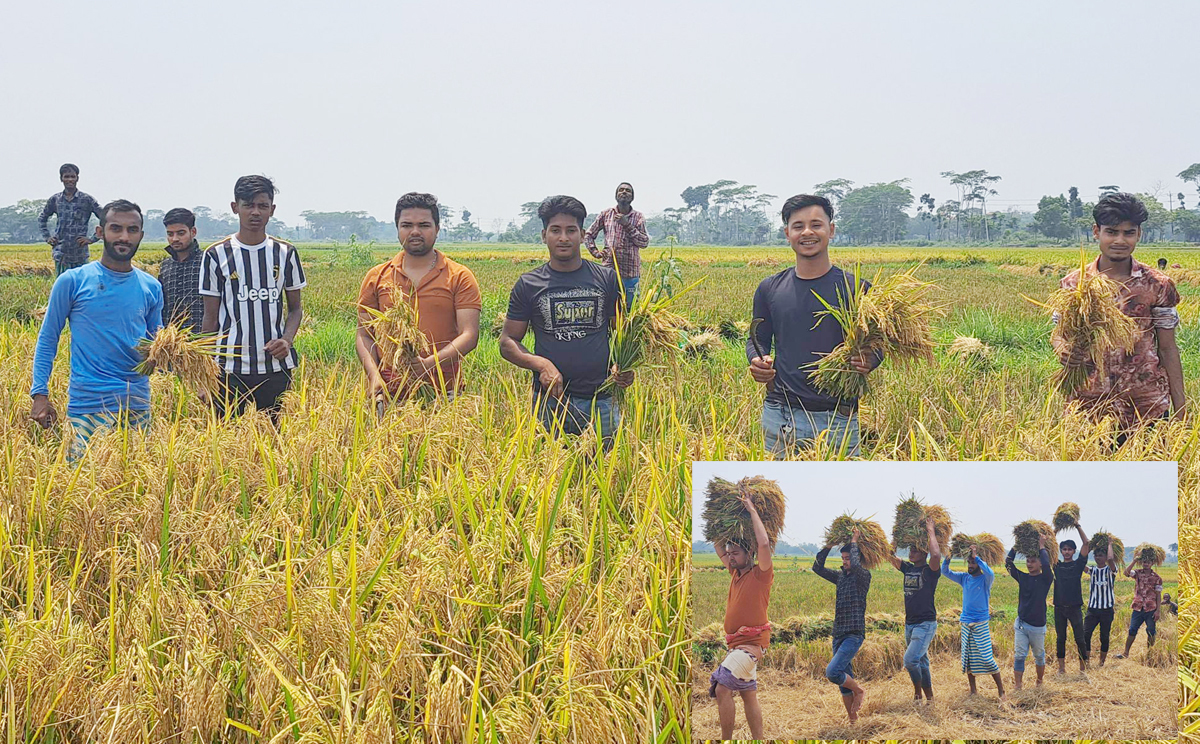 প্রধানমন্ত্রীর নির্দেশে বিশ্বনাথে ধান কাটায় কৃষকের সাহায্যে উপজেলা ছাত্রলীগ