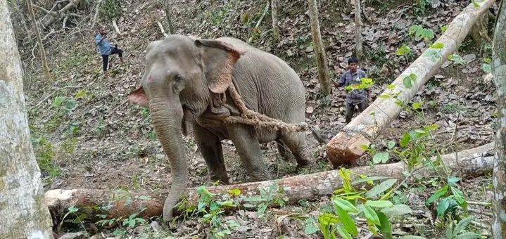 জুড়ীতে হাতি দিয়ে অমানবিক কাজ চলছে