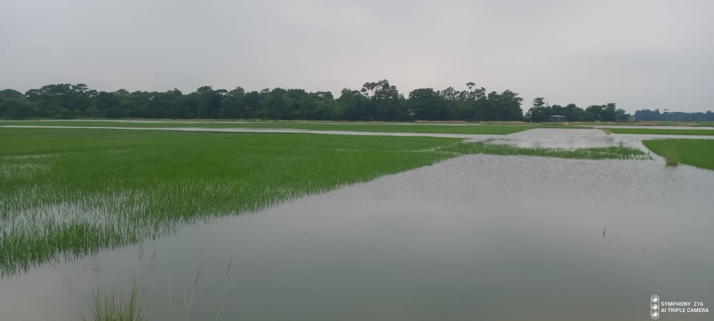 অবিরাম বৃষ্টিতে বিশ্বনাথে আমন আবাদে ব্যাপক ক্ষতির আশংকা