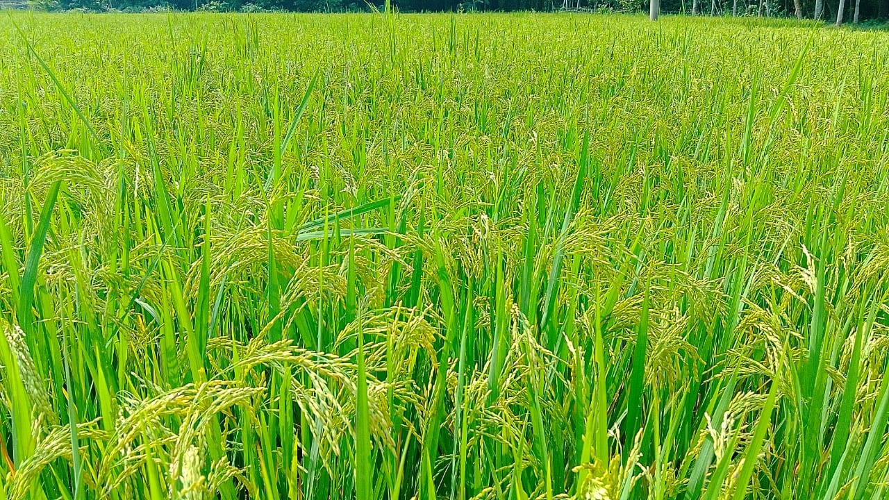 বিশ্বনাথে আমনের বাম্পার ফলন: লক্ষ্যমাত্রা অর্জন